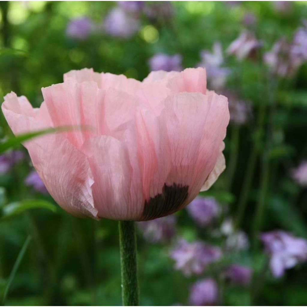 Papaver orientale Prinzessin Victoria Louise - Oriental Poppy