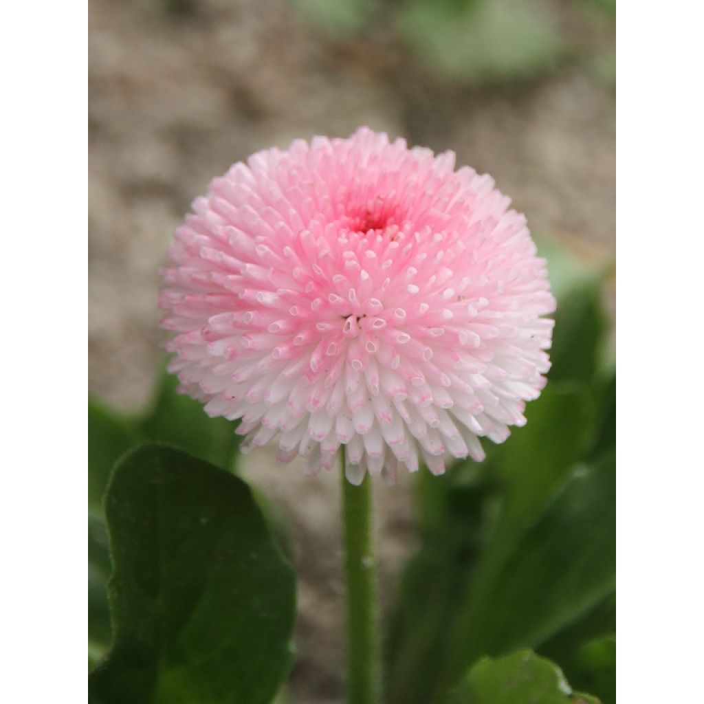 Bellis perennis Tasso Strawberries & Cream - Common Daisy