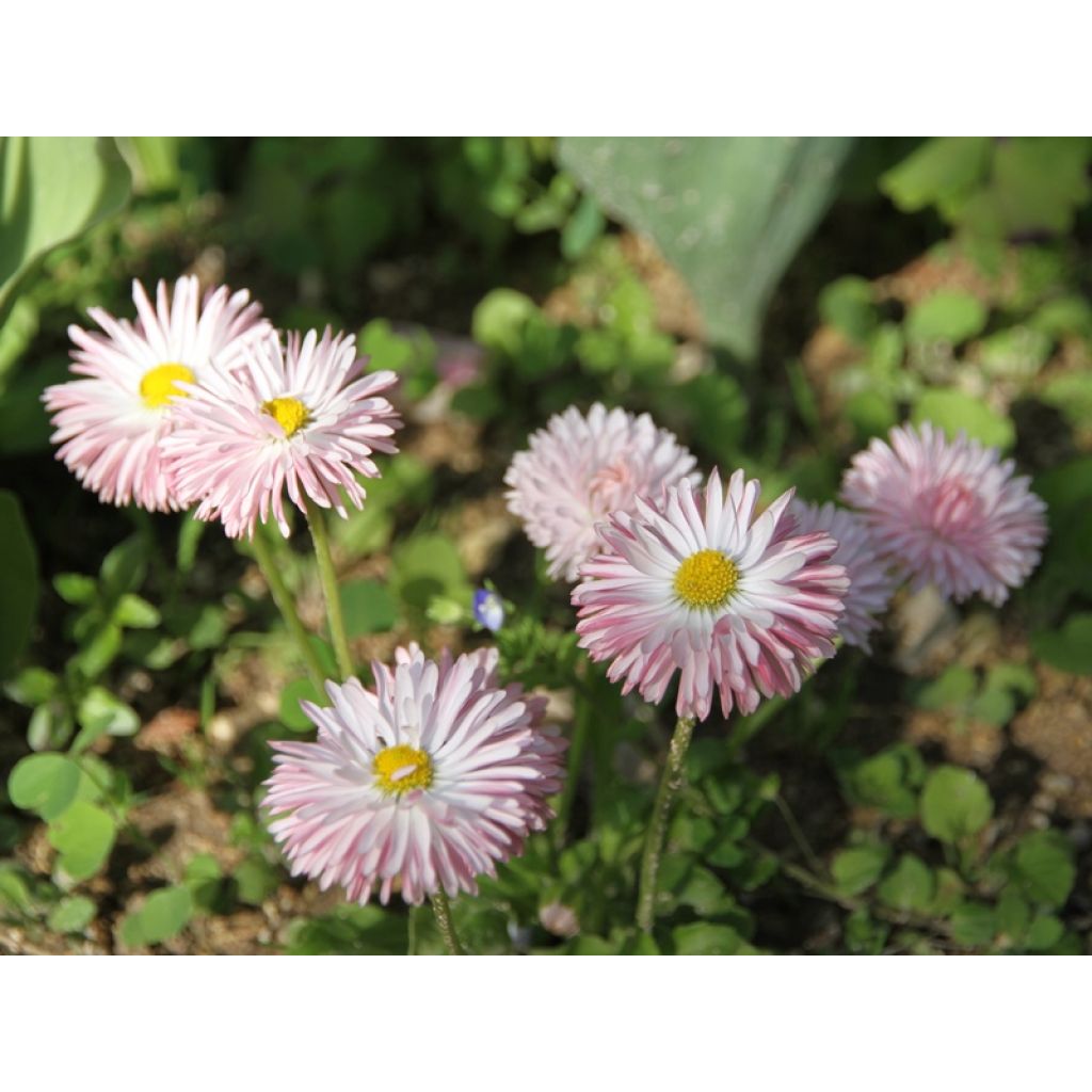 Bellis perennis Tasso Strawberries & Cream - Common Daisy