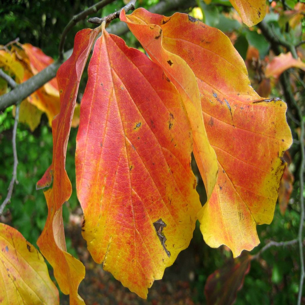 Parrotia persica - Persian Ironwood