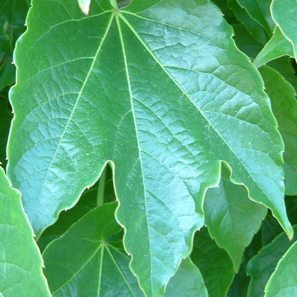 Parthenocissus tricuspidata Green Spring- Boston Ivy