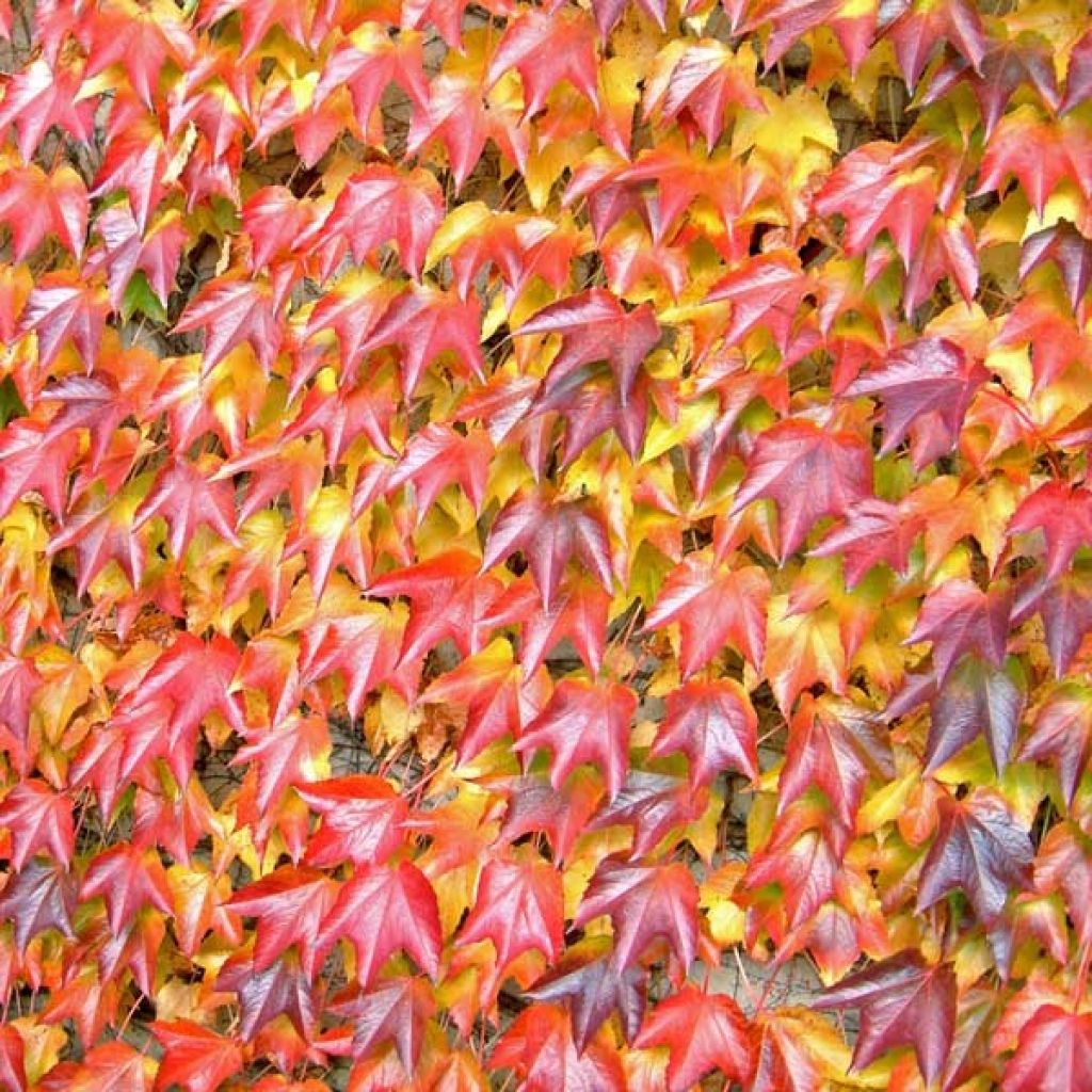 Parthenocissus tricuspidata Veitchii - Boston Ivy