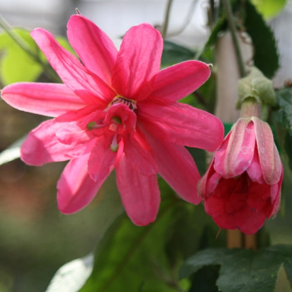 Passiflora Pink Passion- Passion Flower