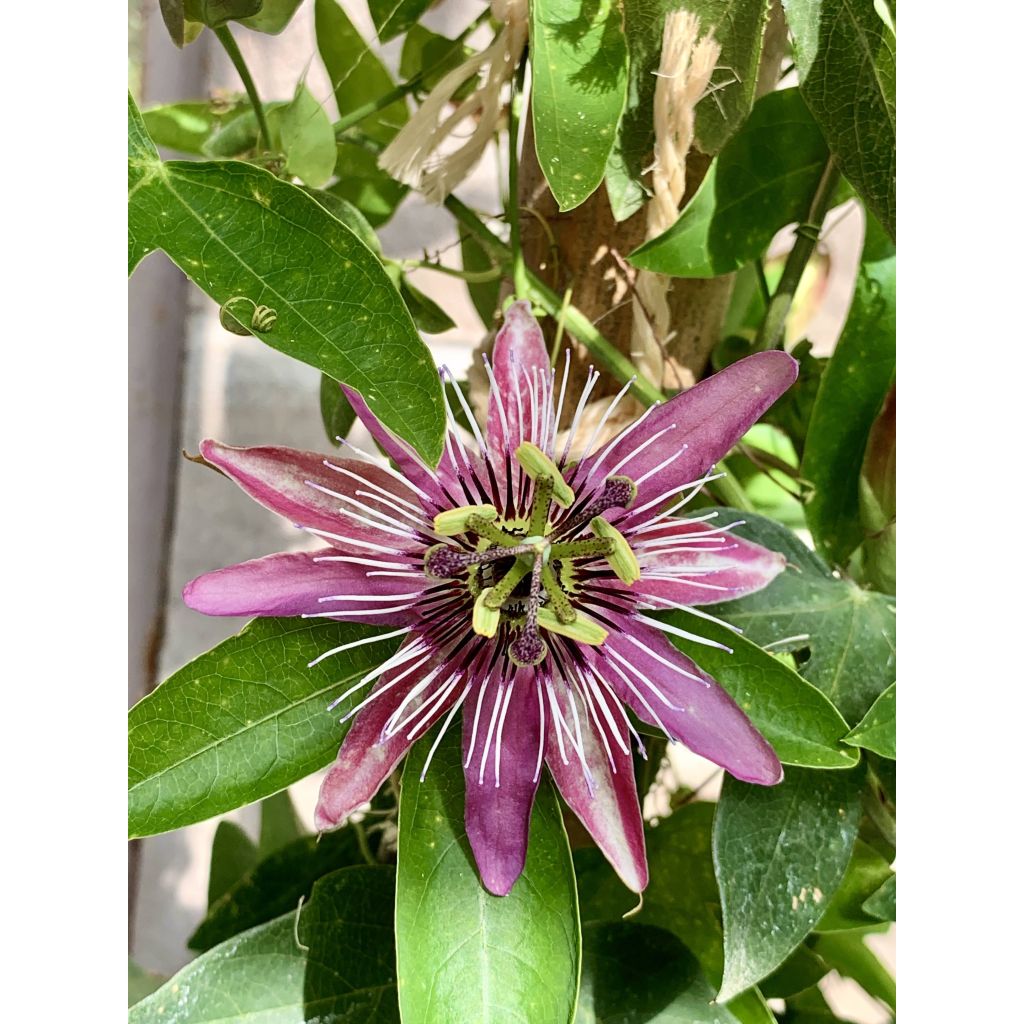 Passiflora Victoria- Passion Flower
