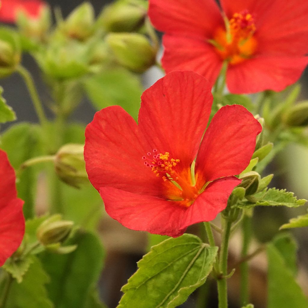 Pavonia Flamboyant® - Rock Rose