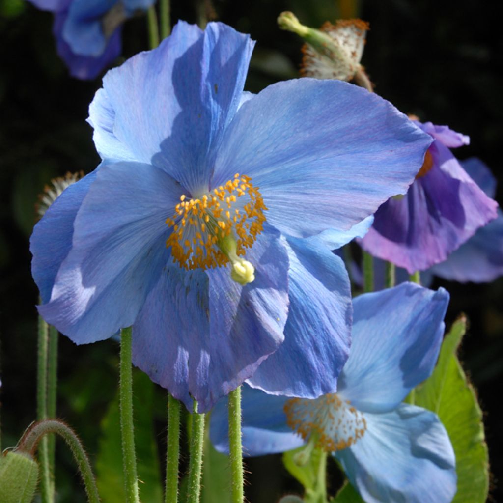 Meconopsis betonicifolia - Blue Poppy