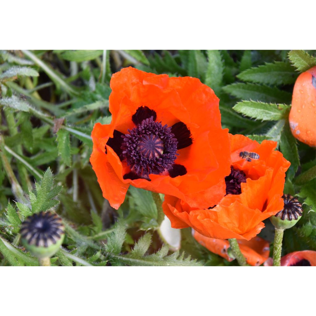 Papaver orientale Brilliant