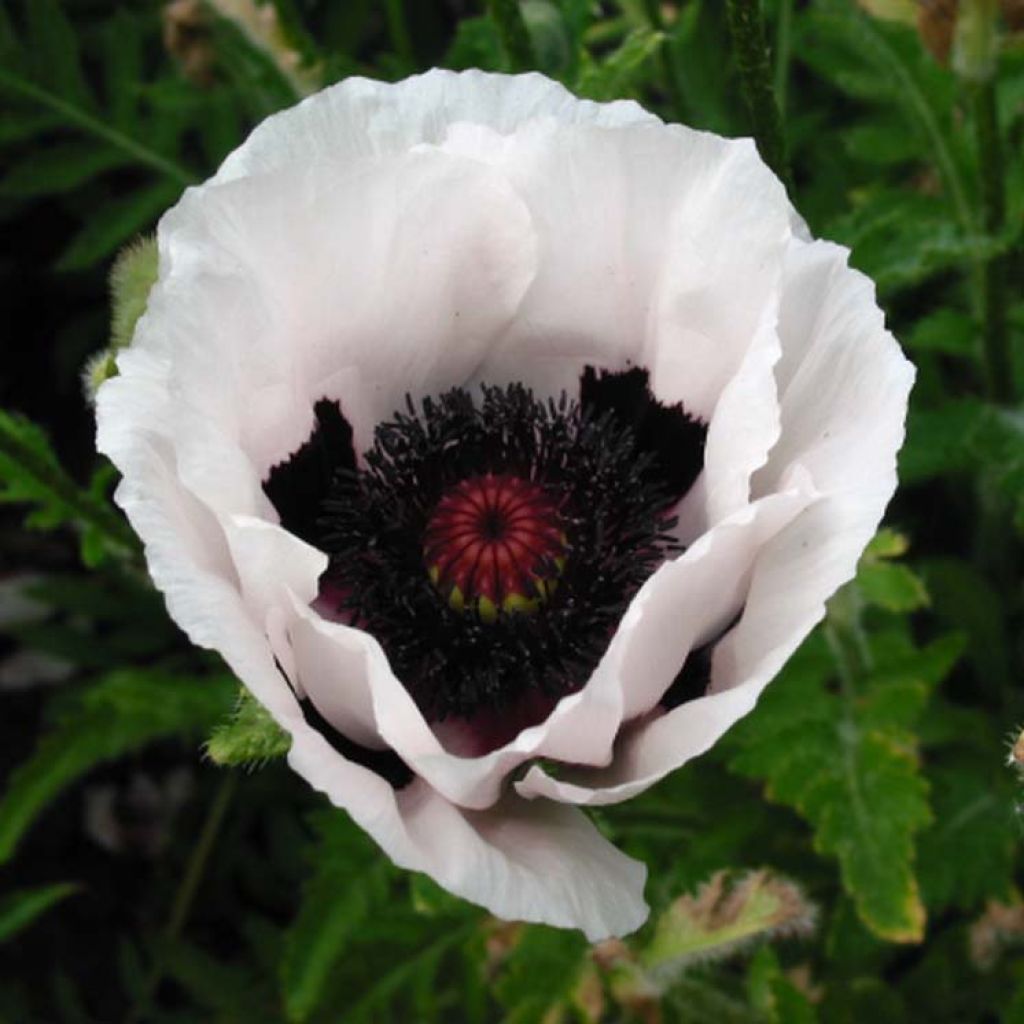 Papaver orientale Perrys White - Oriental Poppy