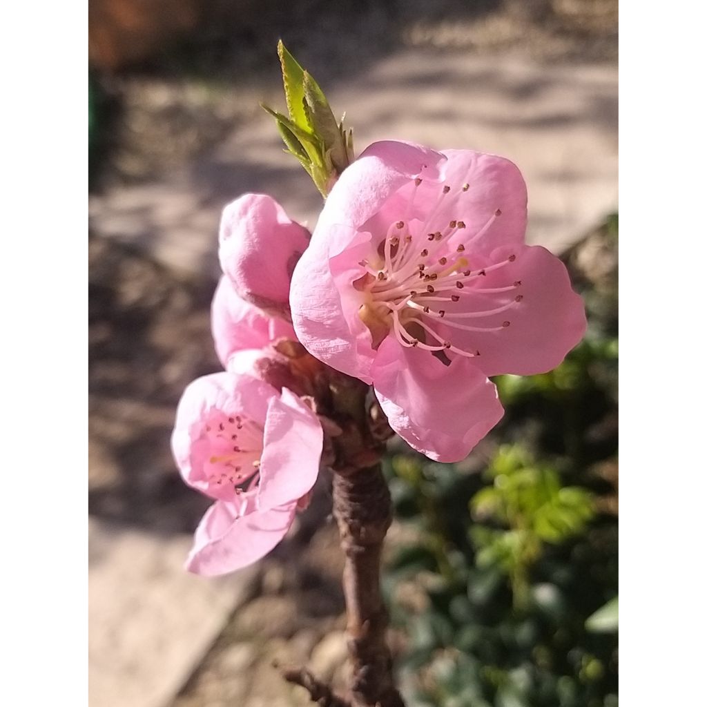 Dwarf Peach Amber Pix Zee