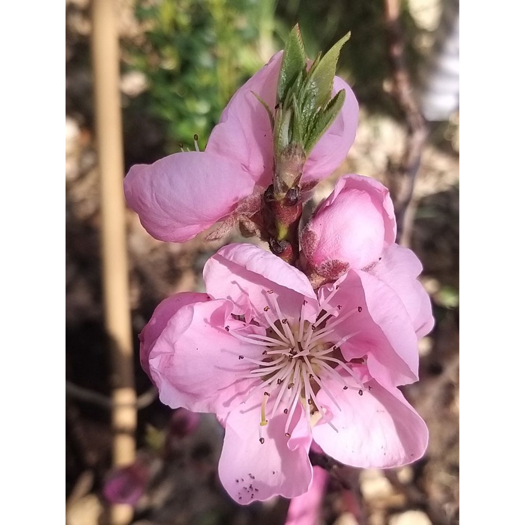 Dwarf Peach Amber Pix Zee