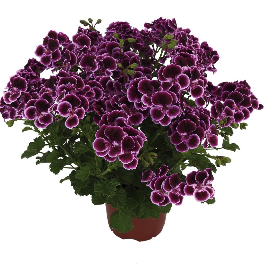 Pelargonium Mosquitaway Megan