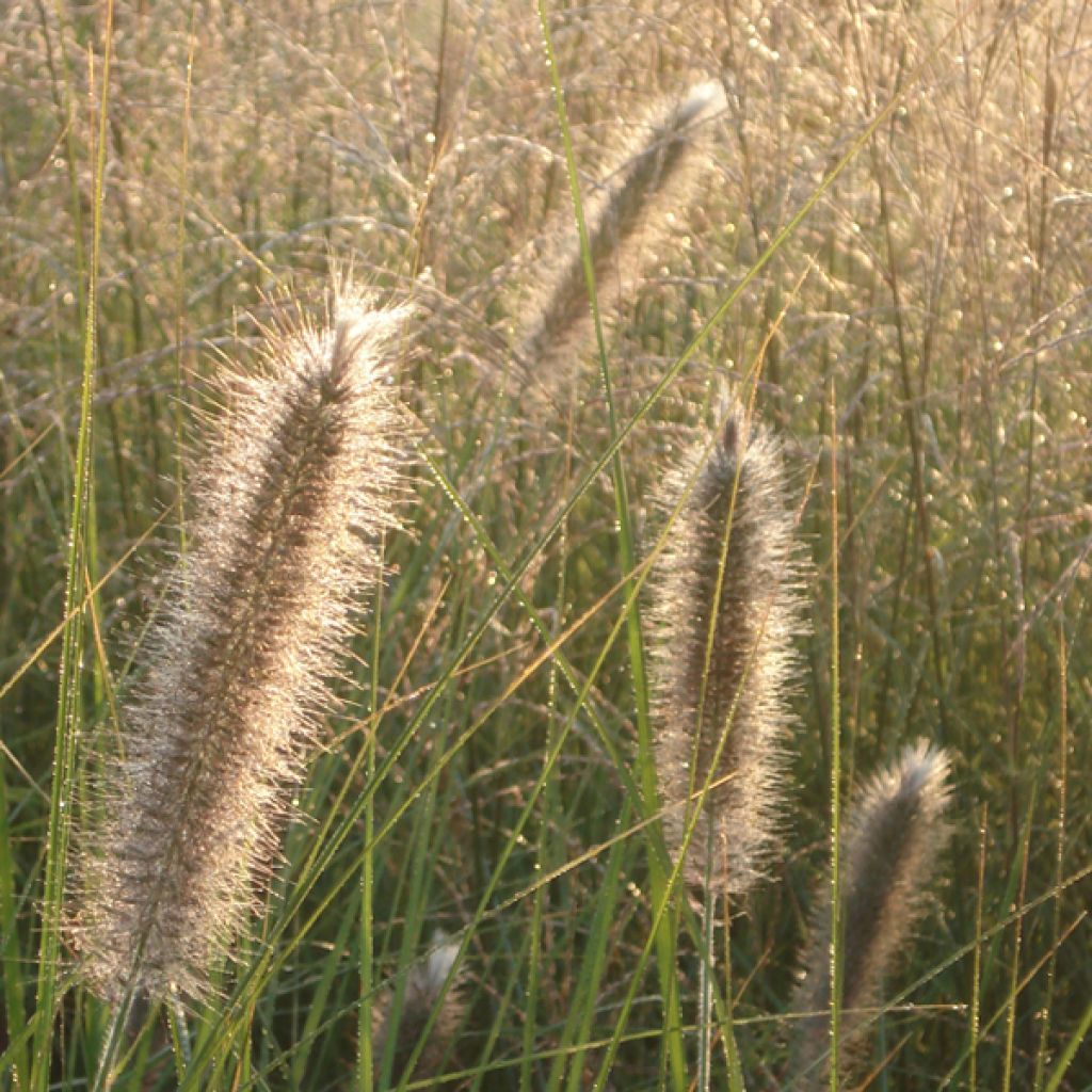 Pennisetum alopecuroïdes Japonicum - Chinese Fountain Grass