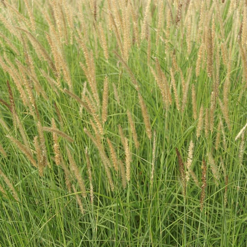 Pennisetum incomptum