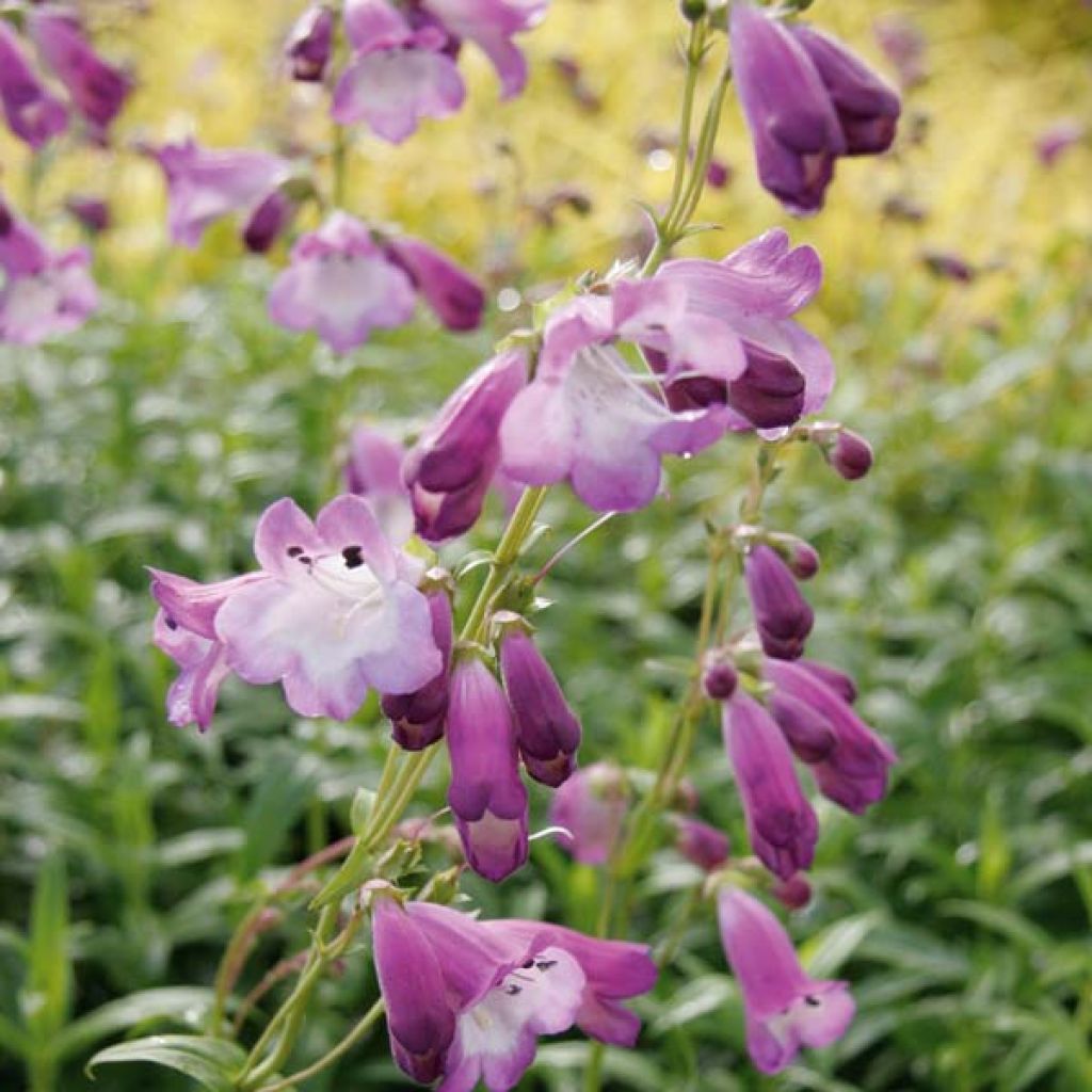 Penstemon Alice Hindley - Beardtongue