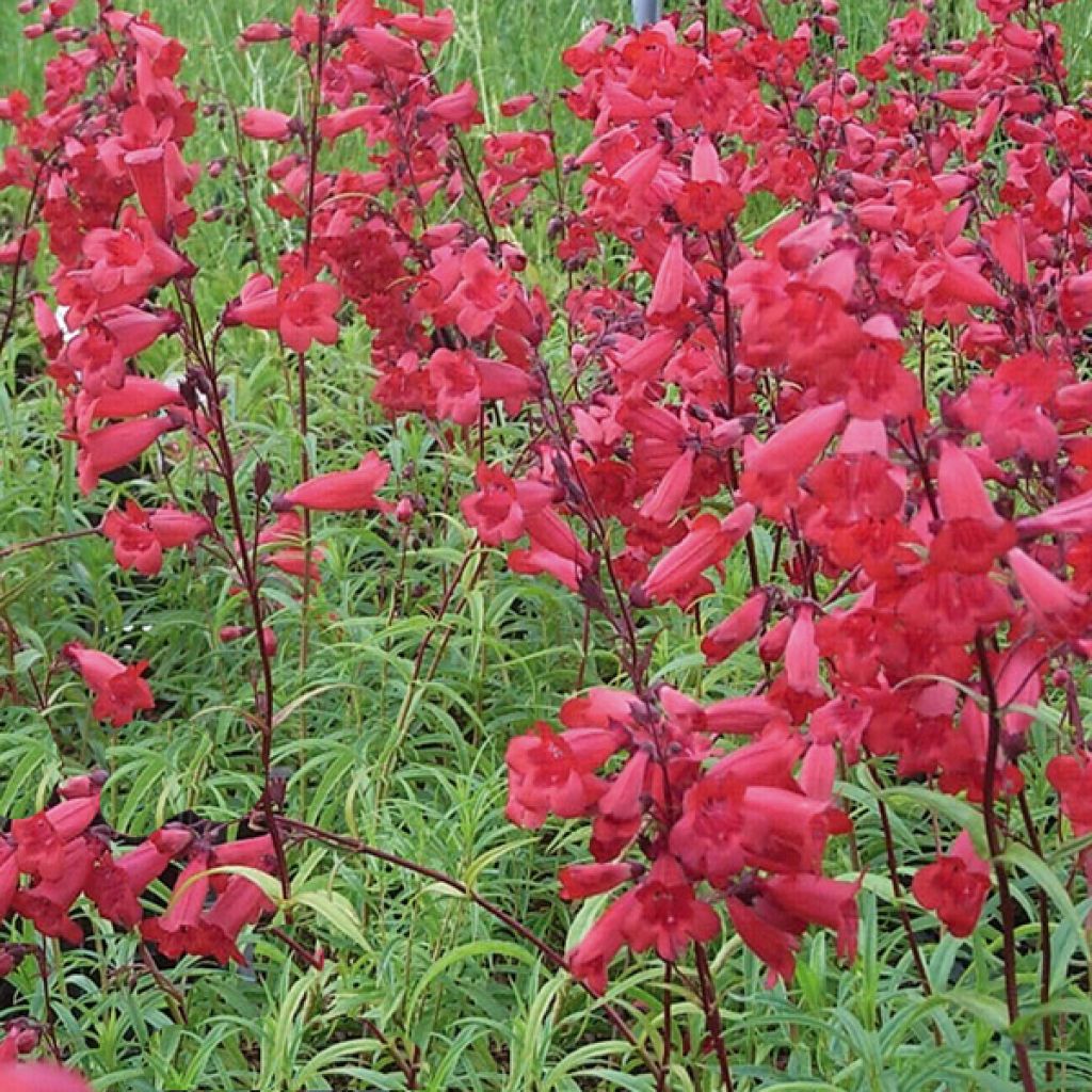Penstemon Schoenholzeri - Beardtongue