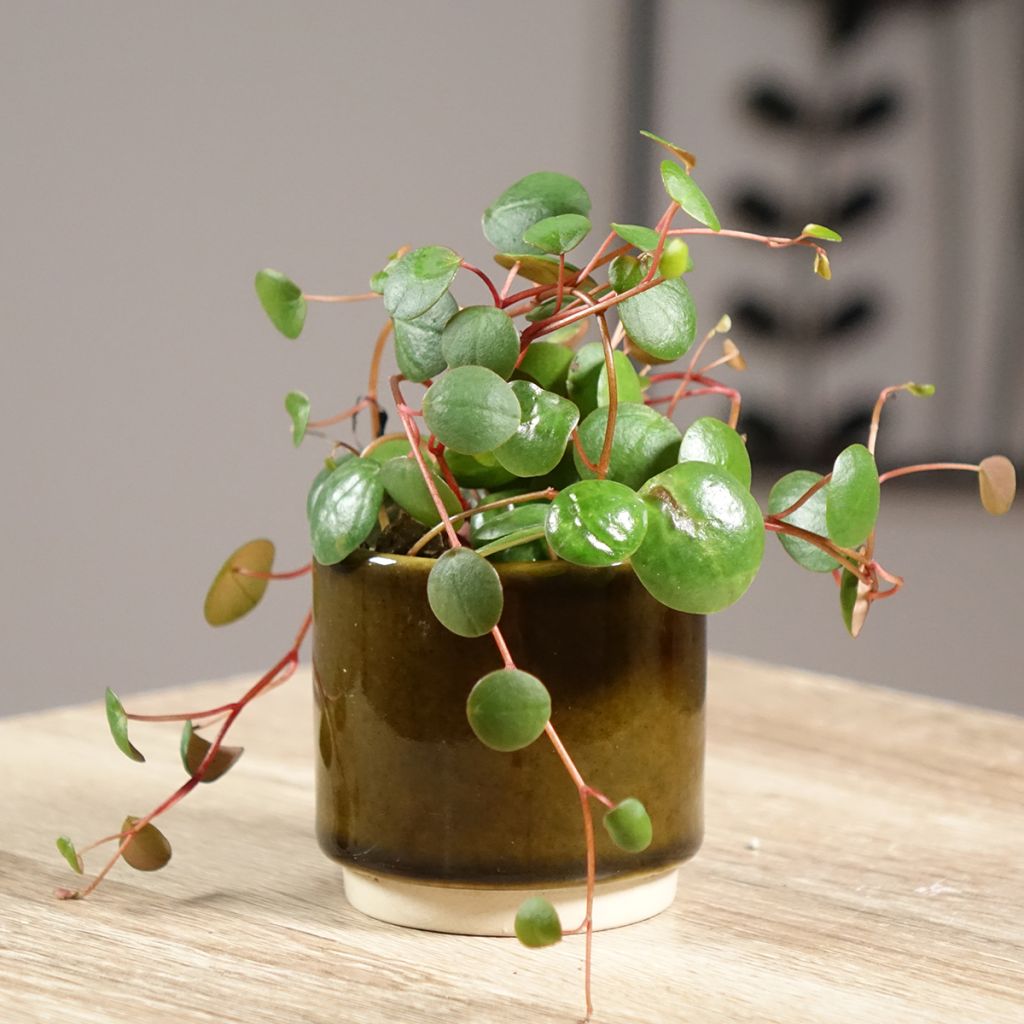 Peperomia  'Pepperspot'