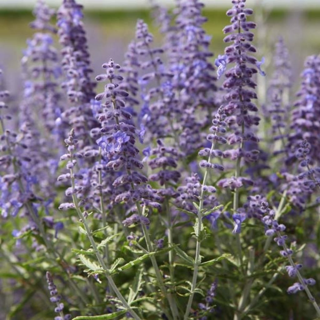 Perovskia atriplicifolia Lacey Blue - Russian Sage