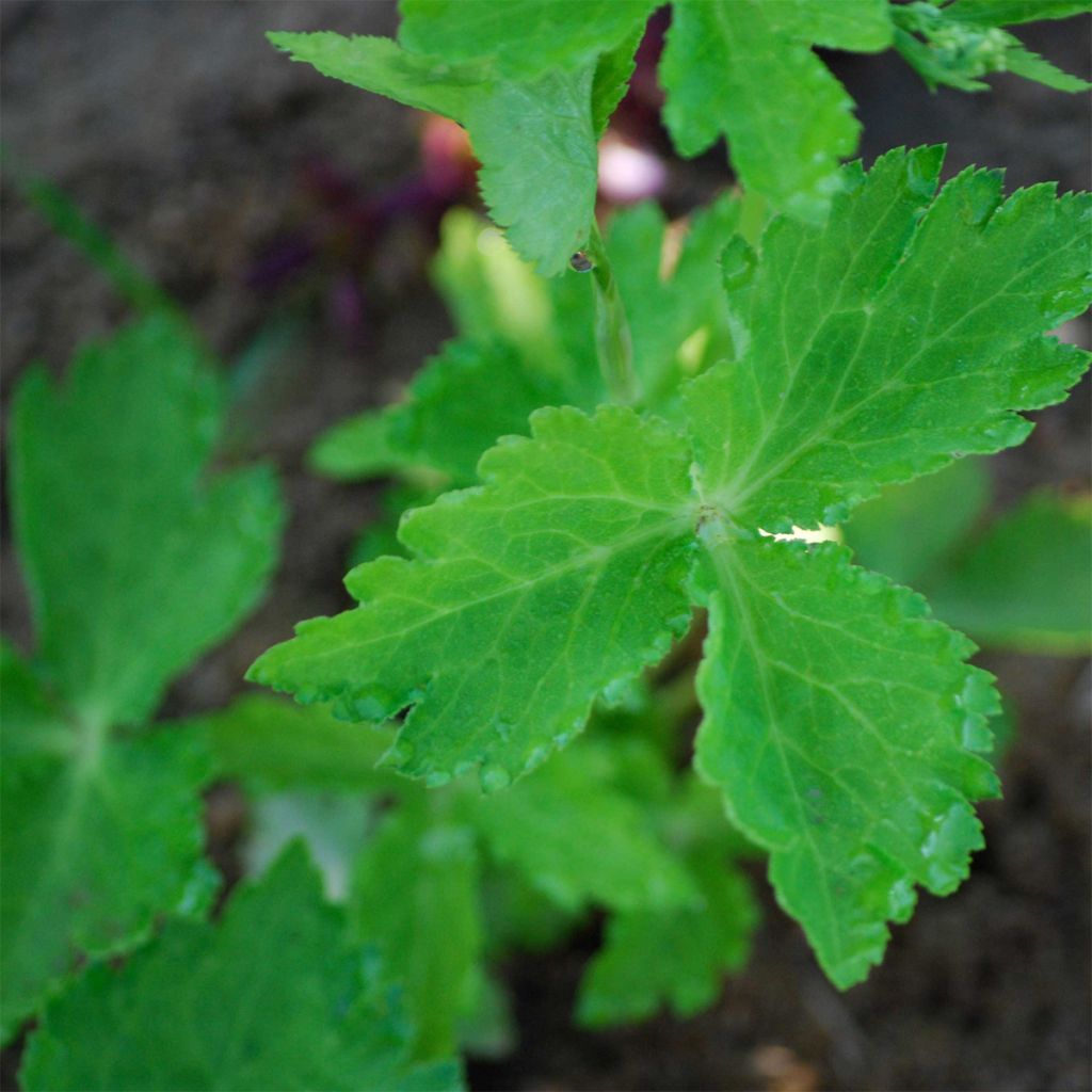 Mitsuba Parsley - Ferme de Sainte Marthe Seeds