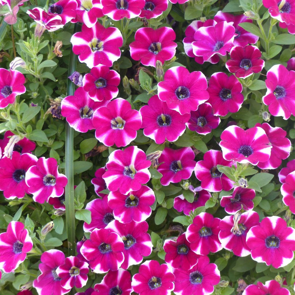 Petunia  hybrida Bicolor Cabernet - Petunia cascadias Bicolor Cabernet