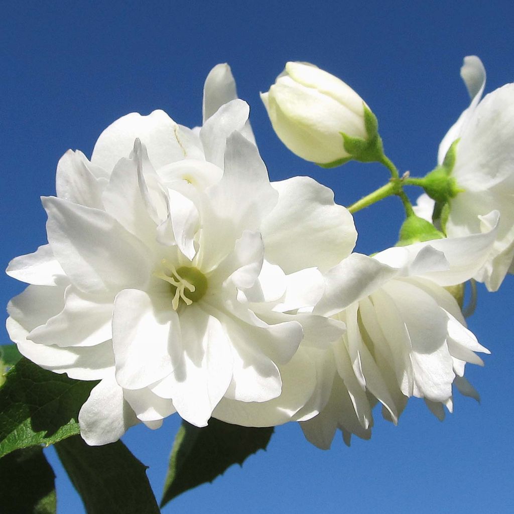 Philadelphus Snowbelle - Mock Orange