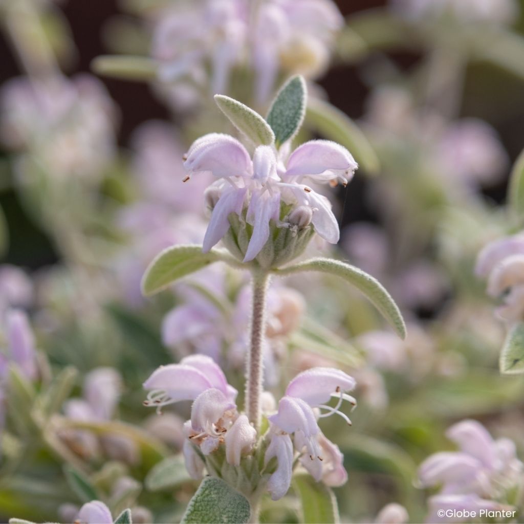 Phlomis Hill Phlo - Jerusalem sage