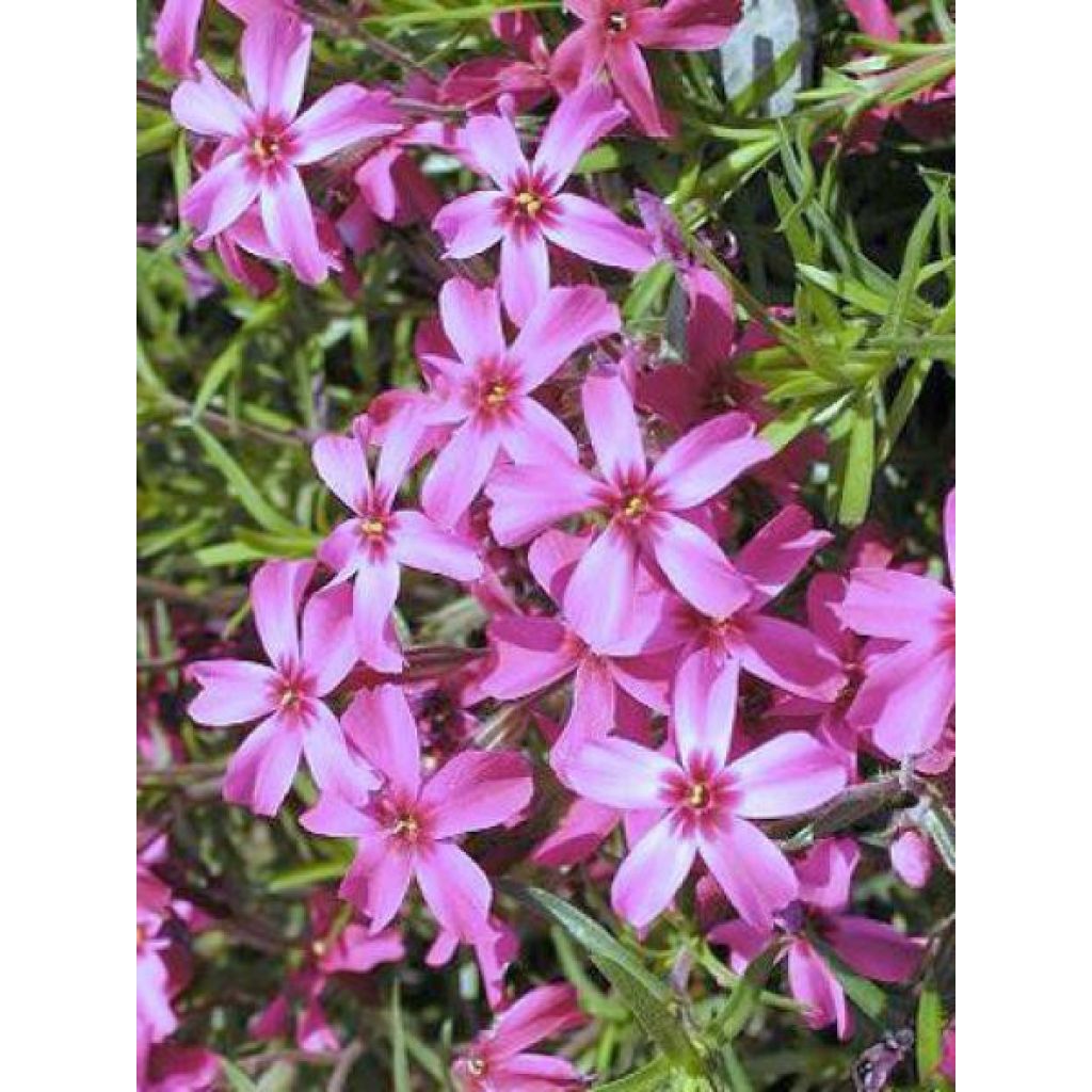 Phlox subulata Scarlet Flame
