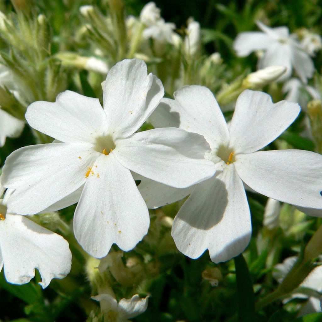 Phlox subulata White Delight