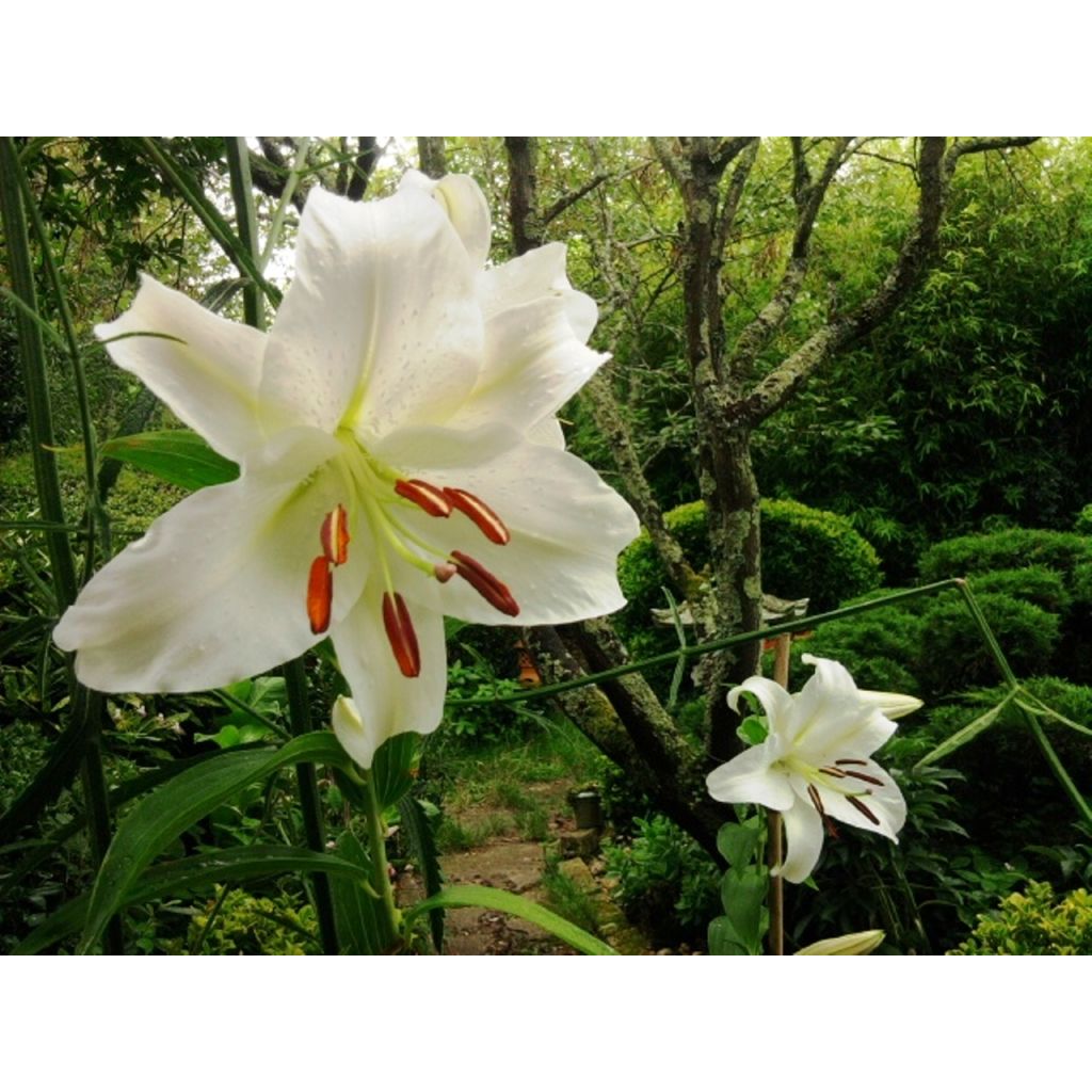 Lilium Casa Blanca - Lily