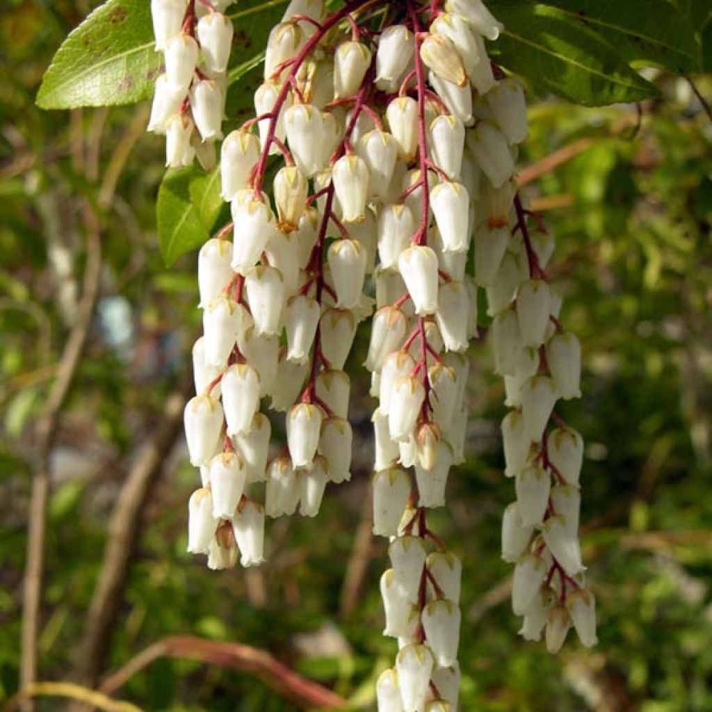 Pieris japonica Mountain Fire - Japanese Andromeda