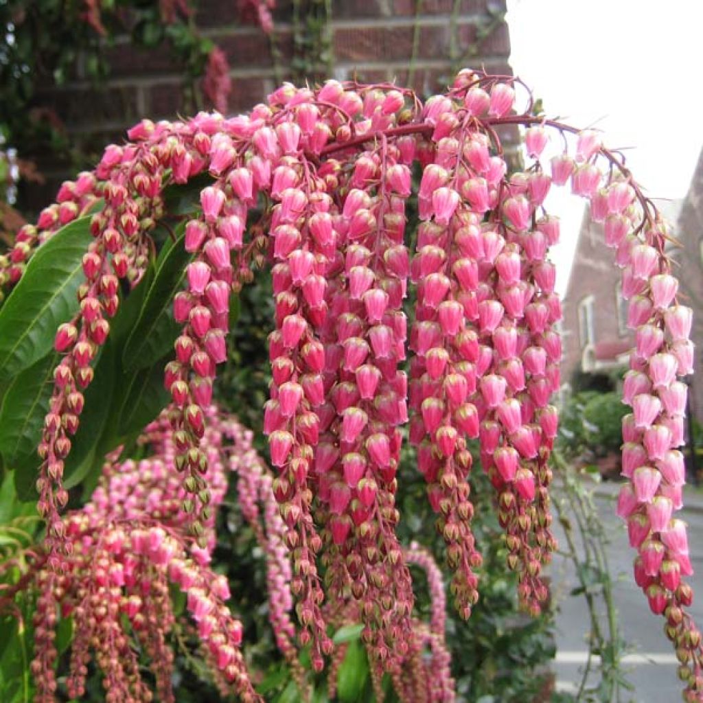 Japanese Andromeda - Pieris Japonica Valley Valentine