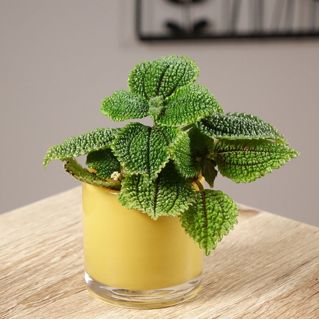 Pilea ovalis Moon Valley