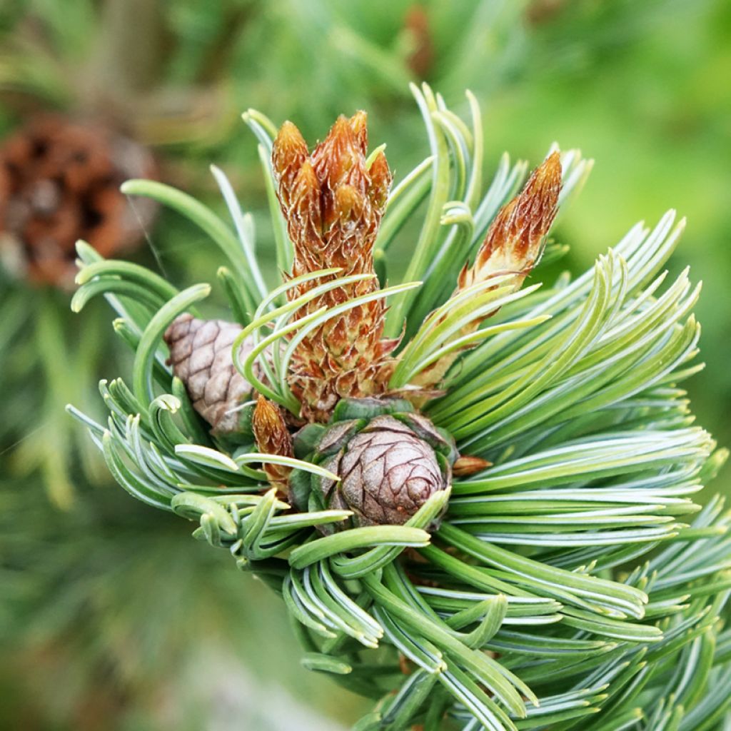 Pinus parviflora Iribune - Japanese white pine