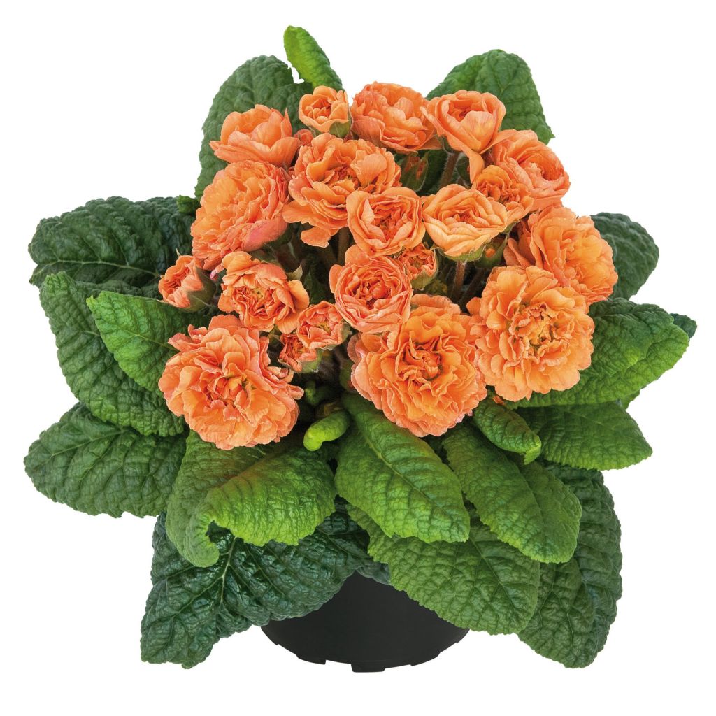 Double Primrose Primula Belarina Sweet Apricot - Primula vulgaris