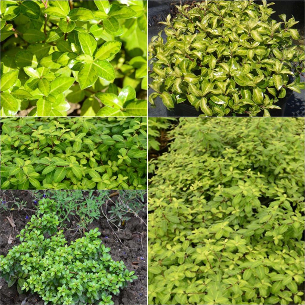 Pittosporum tenuifolium Golden Ball - Kohuhu