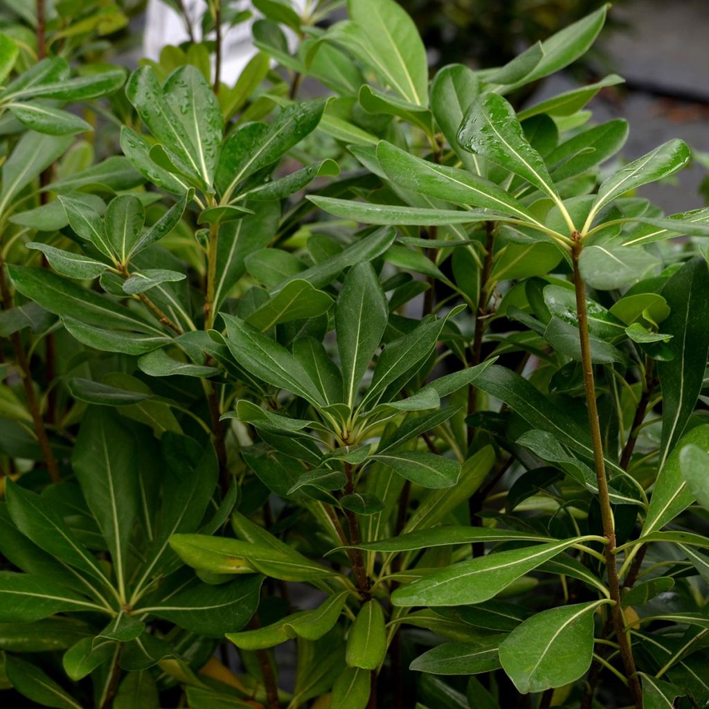 Pittosporum tobira - Japanese Pittosporum