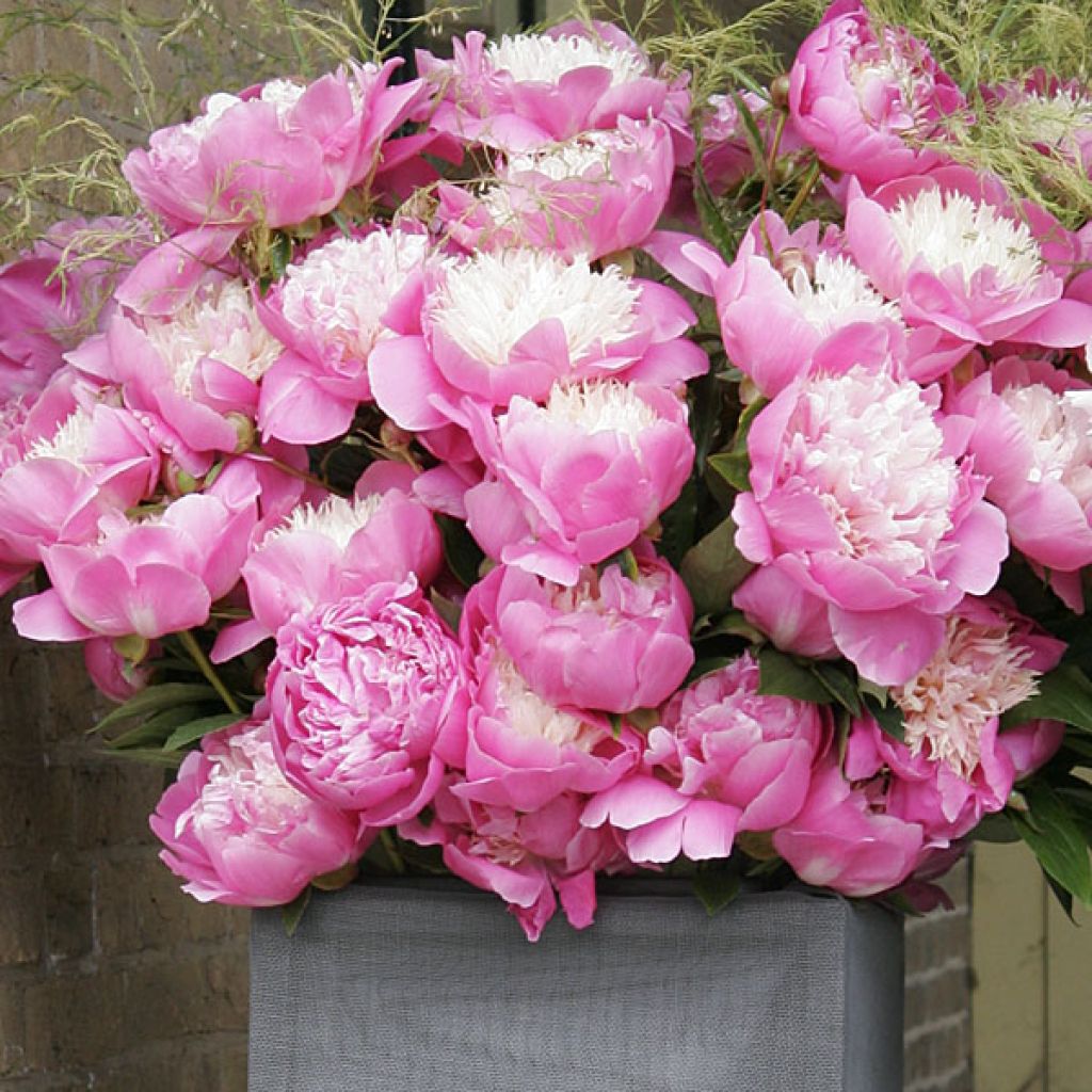 Paeonia lactiflora Bowl of Beauty