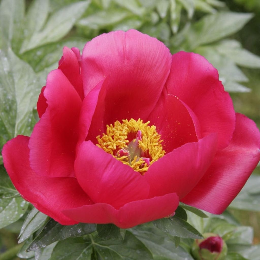 Paeonia peregrina lactiflora Blaze