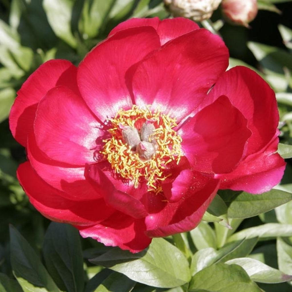 Paeonia peregrina lactiflora Blaze