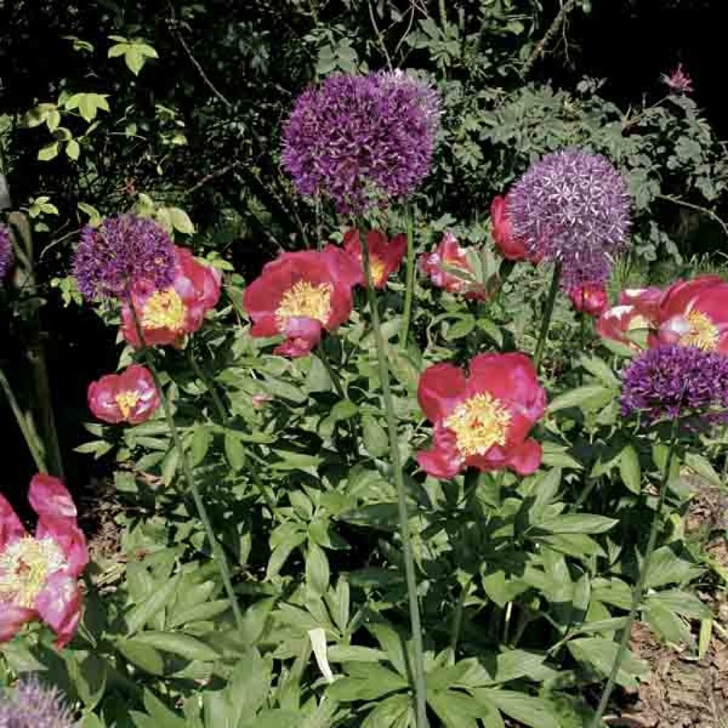 Paeonia peregrina lactiflora Blaze