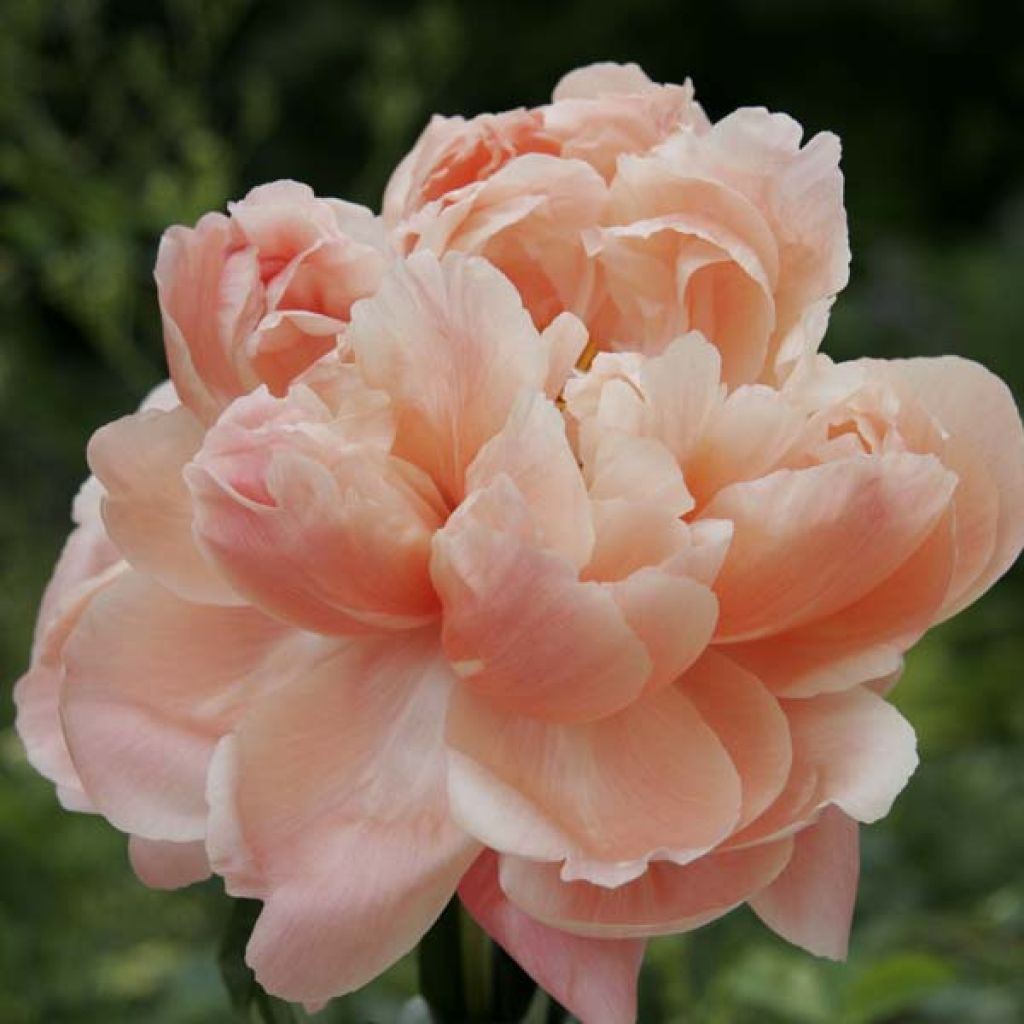 Paeonia lactiflora Coral Sunset - Garden Peony