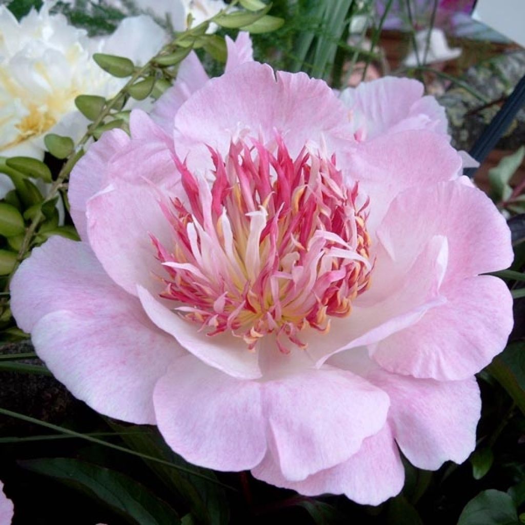 Paeonia lactiflora Do Tell
