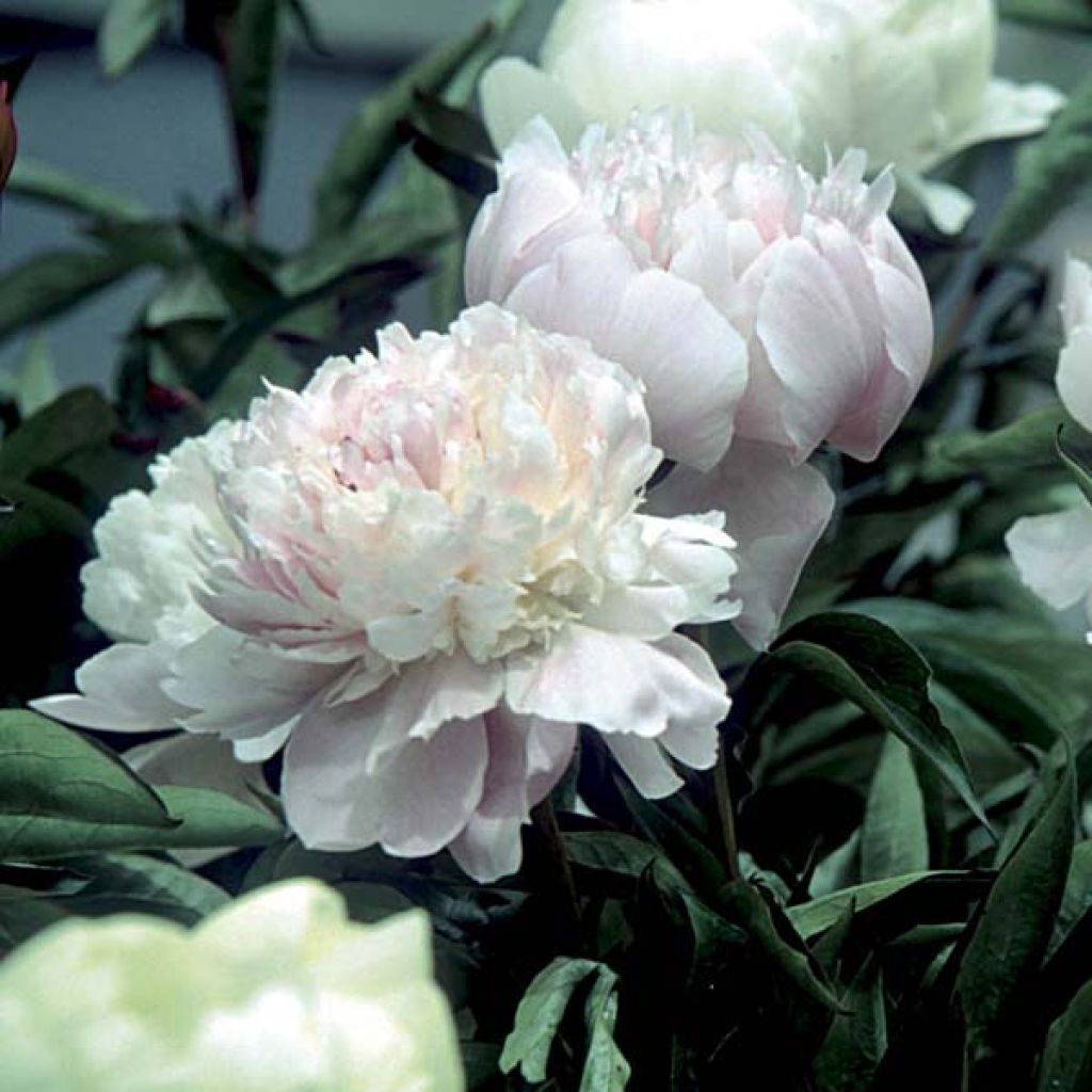 Paeonia lactiflora Peach Blossom