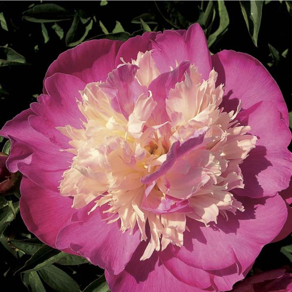 Paeonia lactiflora Gay Paree