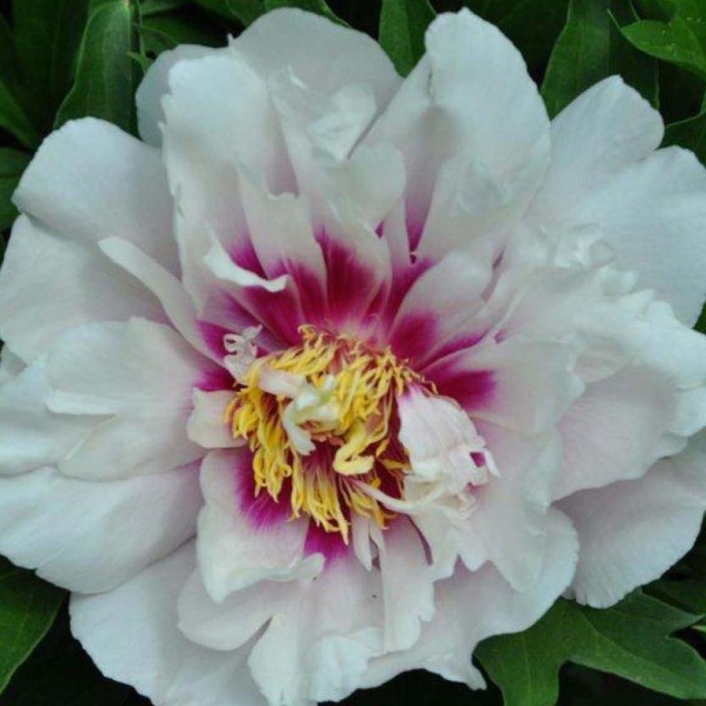 Paeonia x Itoh 'Cora Louise'