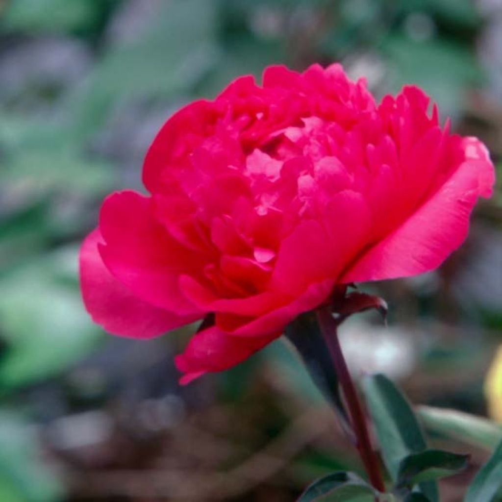 Paeonia lactiflora Kansas