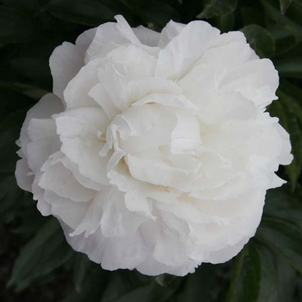 Paeonia lactiflora Marie lemoine