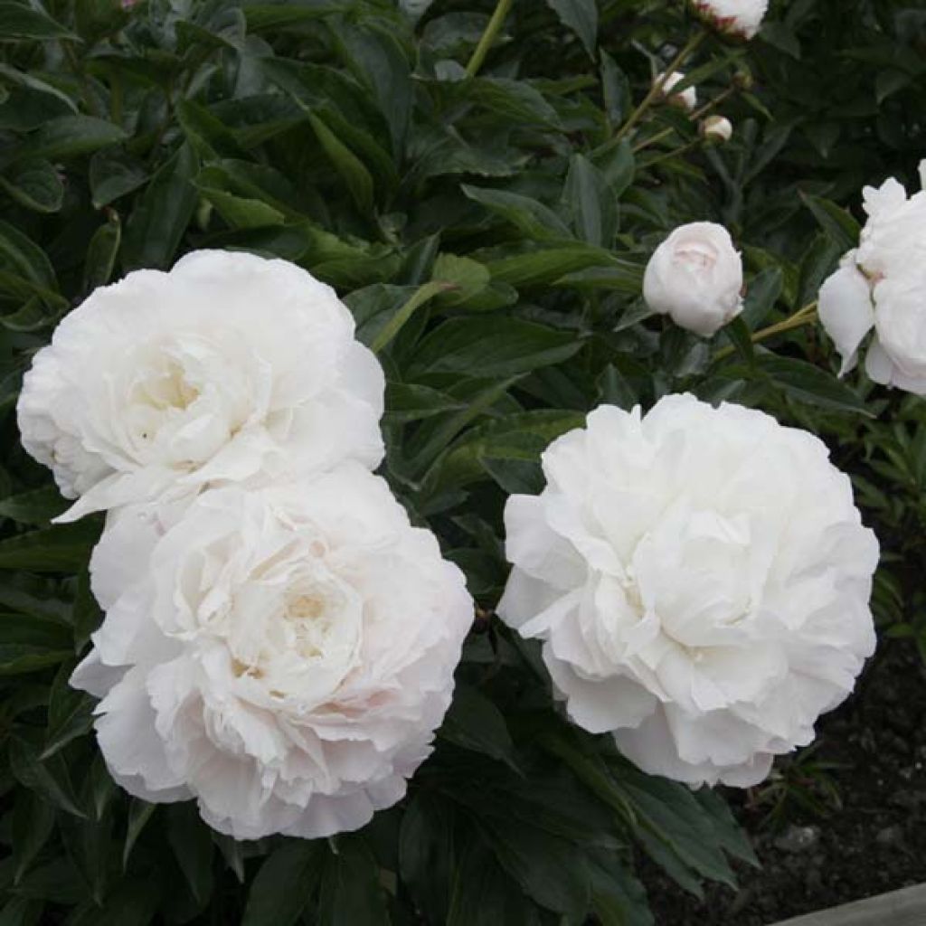 Paeonia lactiflora Marie lemoine