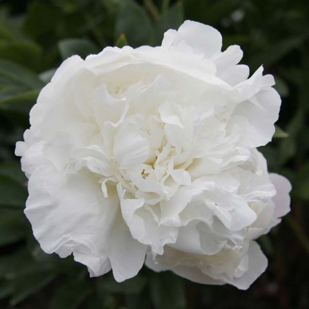 Paeonia lactiflora Mother's Choice
