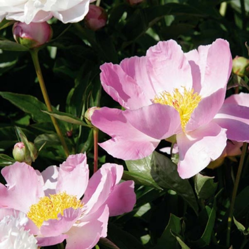 Paeonia lactiflora Nymphe