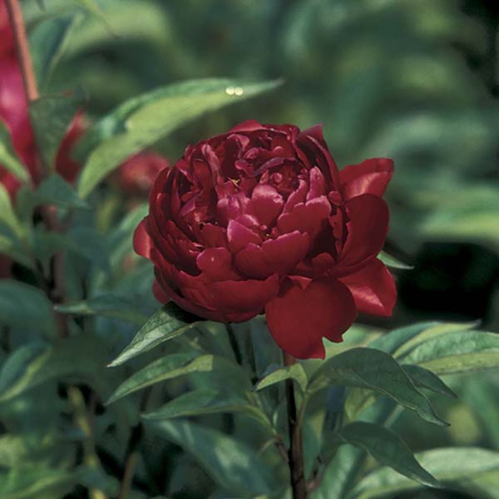 Paeonia lactiflora Peter Brand